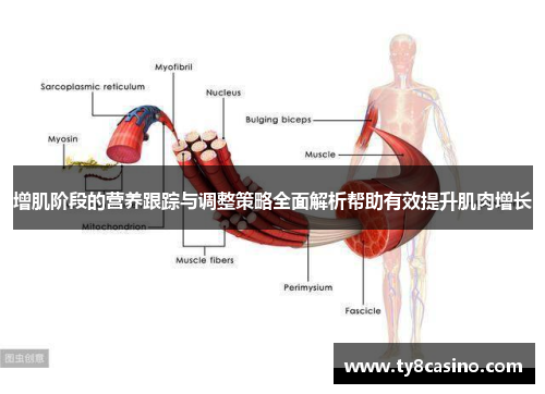 增肌阶段的营养跟踪与调整策略全面解析帮助有效提升肌肉增长